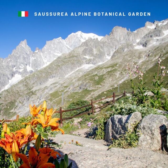 The Saussurea Alpine Botanical Garden is the highest elevated in Europe, at 2,173 meters above sea level. It is located in Courmayeur, and features easy-to-navigate trails where hikers can view the beautiful varieties of alpine flowers. 🌼 If you're visiting during June - September, you've gotta add this one to your must-do list in Aosta Valley! 🗻