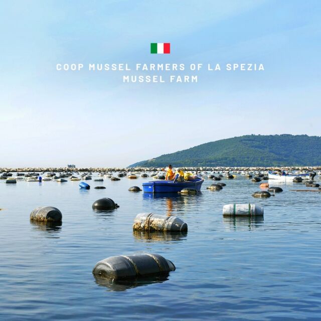 Mussel farming is a tradition deeply felt by the people of the Gulf of La Spezia that has been passed on since the end of the 19th century. 

Mussel farms are made of floating galvanized iron poles and nylon strings set just below the sea surface, which are replaced every three months. At this point, fishermen, on their typical boats called “schio”, pick up the biggest mussels. 

Mussels, or “muscoli” as they are called by the locals, are a proper cultural element here, representing their local landscape and cuisine.

A serene way of life that leads to mouth-watering culinary results. 😋 

#seafood #laspezia